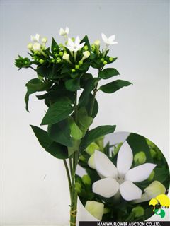 Bouvardia longiflora White Supurime.jpg